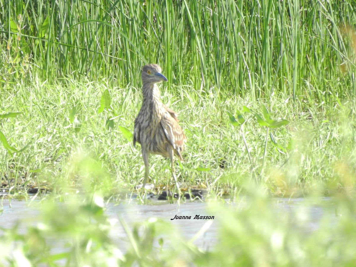 Black-crowned Night Heron - ML254971131