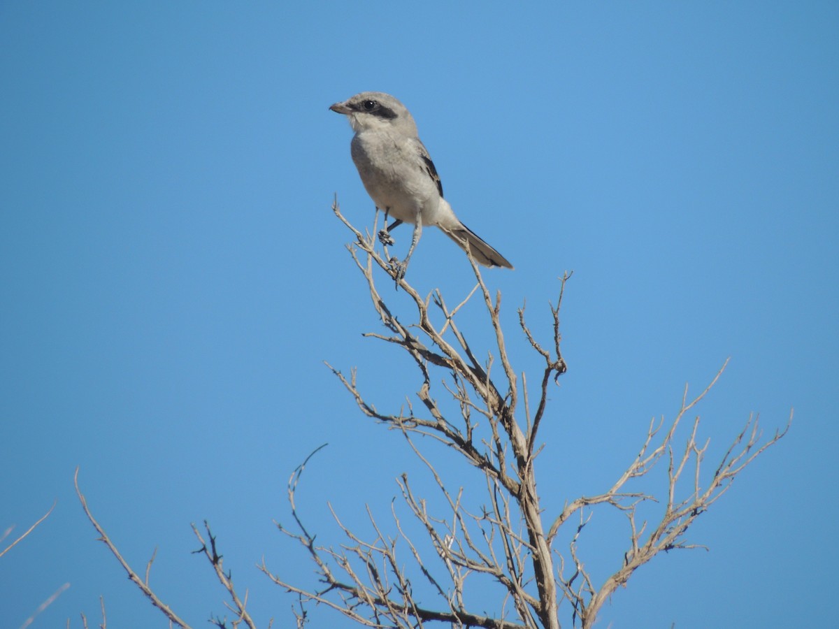 Loggerhead Shrike - ML254972051