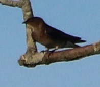 Northern Rough-winged Swallow - ML254972621