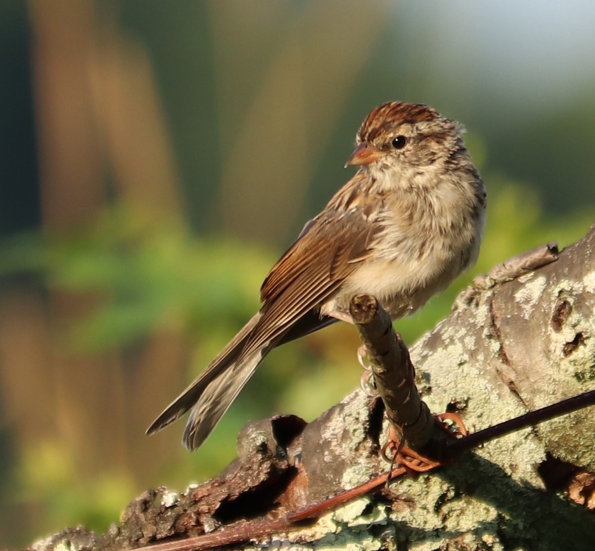 Chipping Sparrow - ML254972771