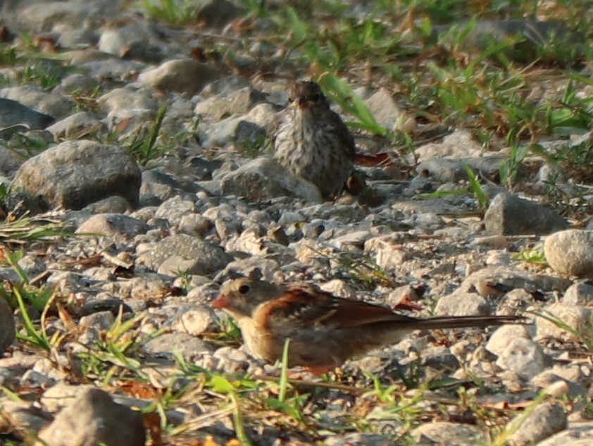 Field Sparrow - valerie heemstra