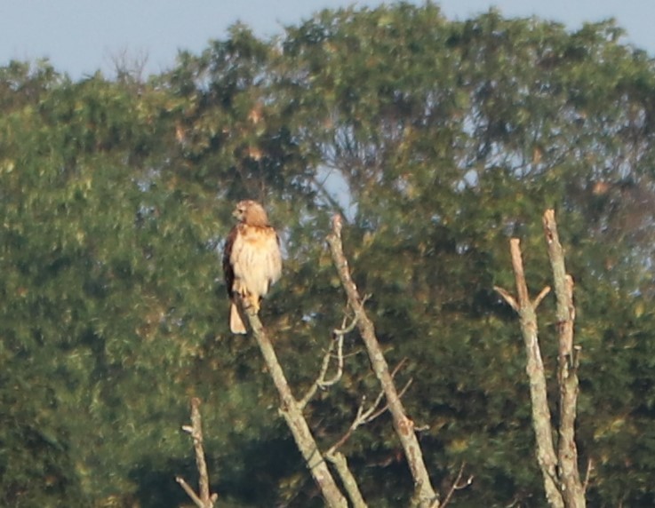 Red-tailed Hawk - ML254973061