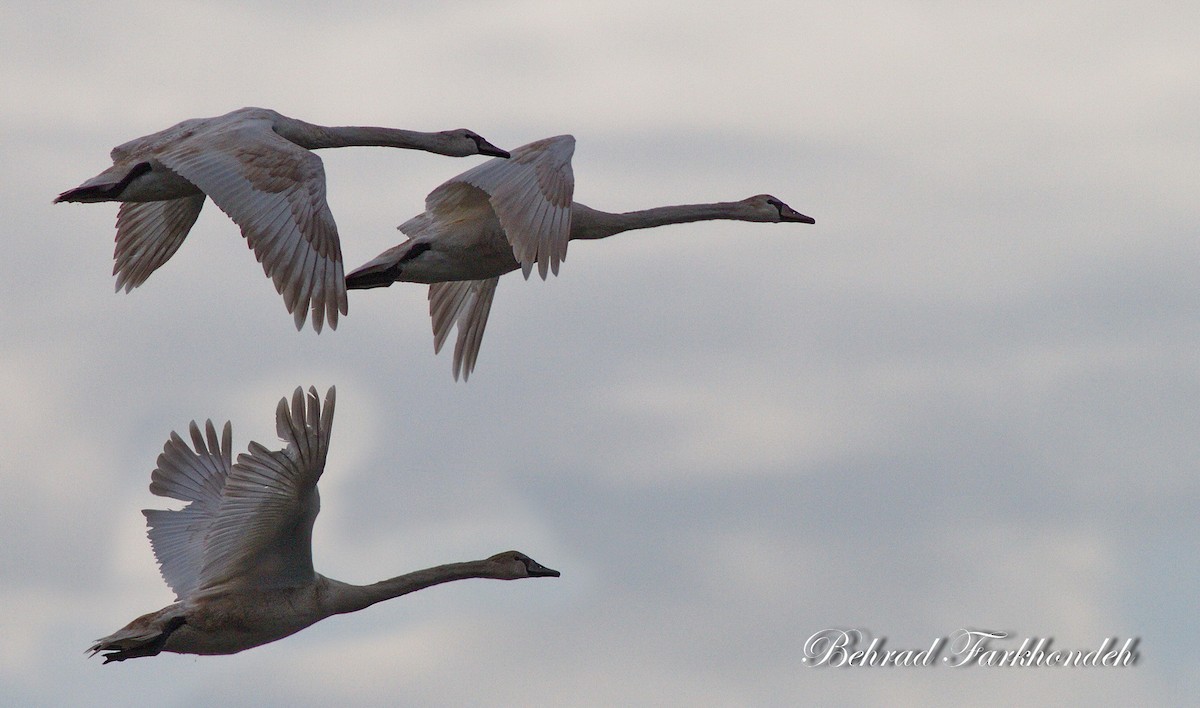 Mute Swan - ML25497421