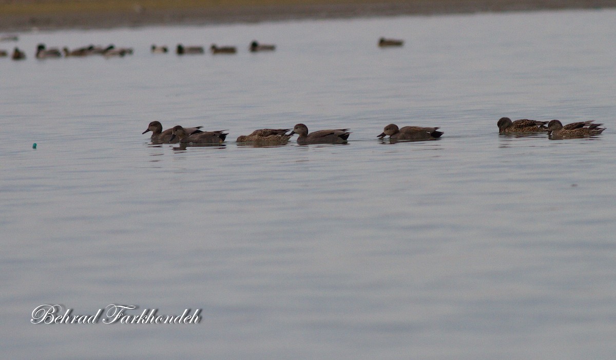 Gadwall - ML25497431