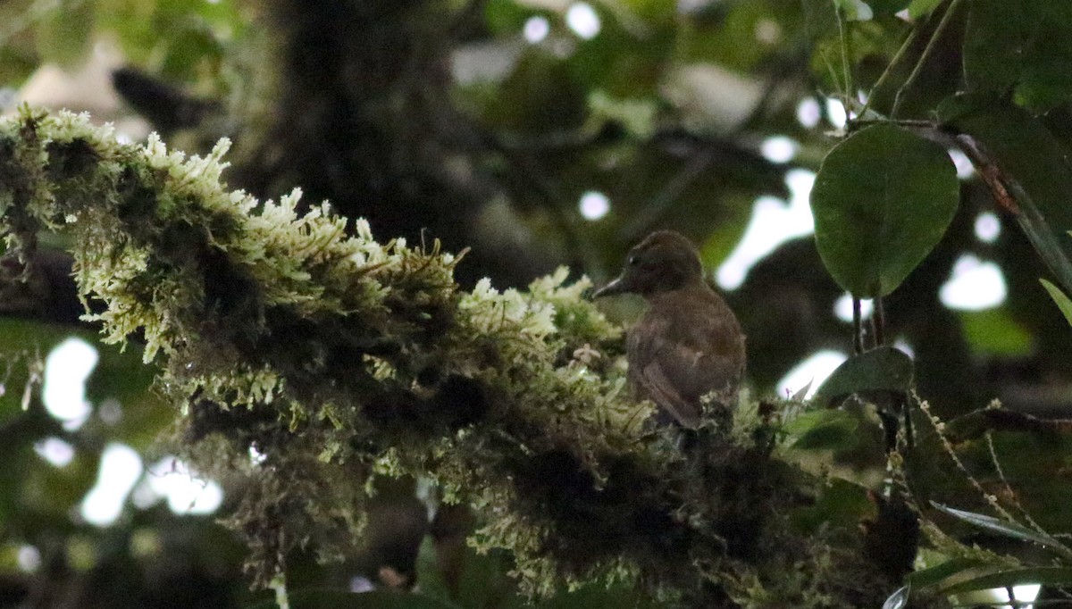 Smoky-brown Woodpecker - Jay McGowan