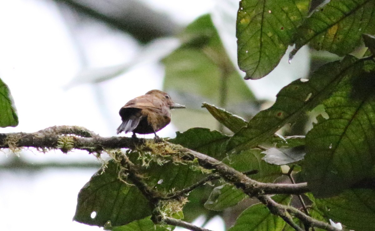 Smoky-brown Woodpecker - ML25497461