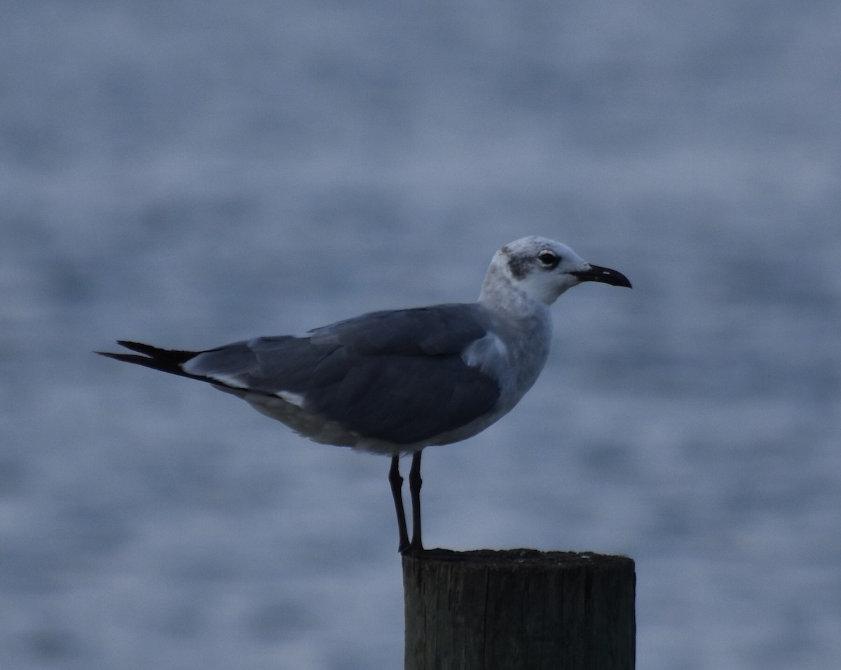 Laughing Gull - ML254974751
