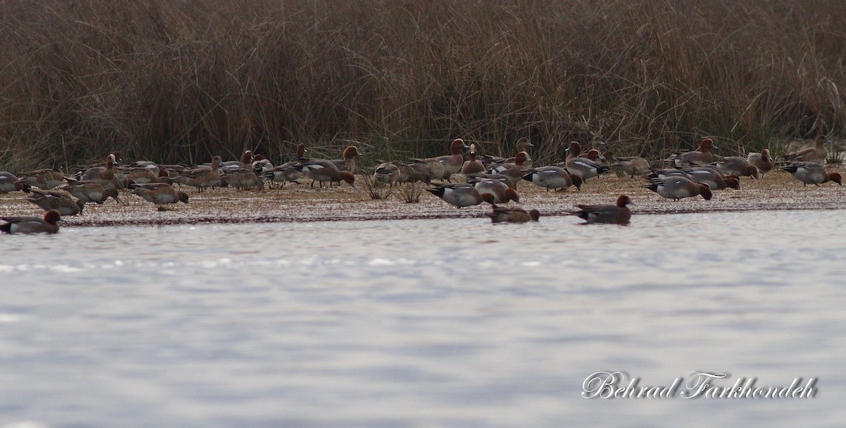 Eurasian Wigeon - ML25497531