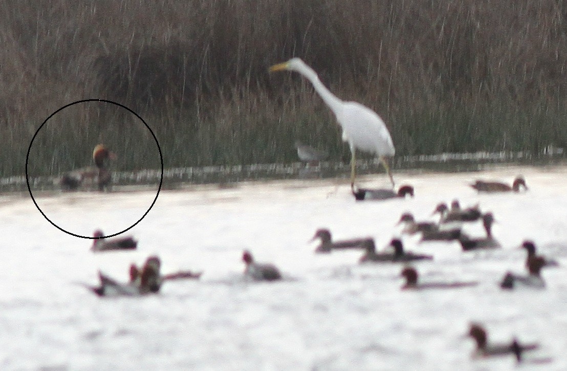 Red-crested Pochard - ML25497621