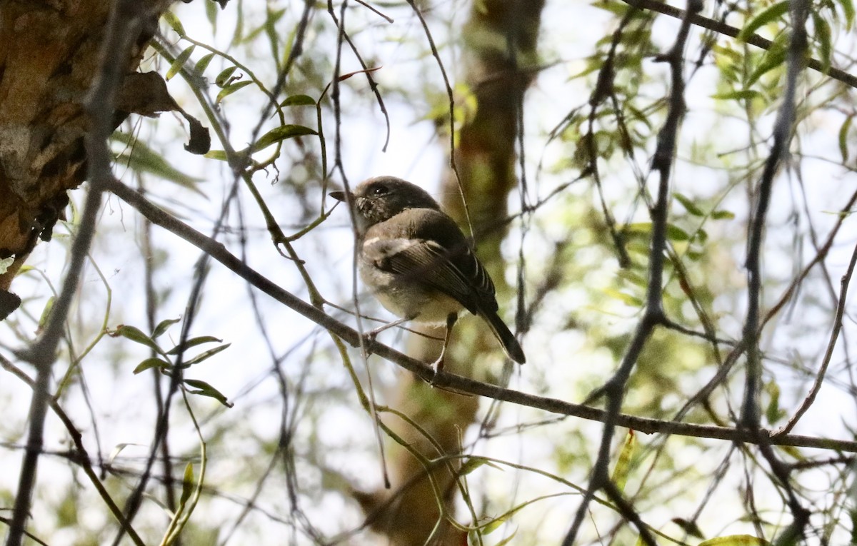 Hutton's Vireo - John Bruin