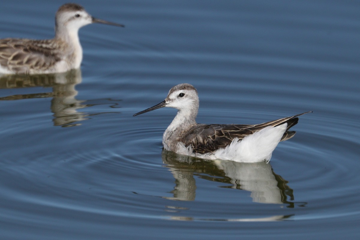 Wilson's Phalarope - Chuck Gates