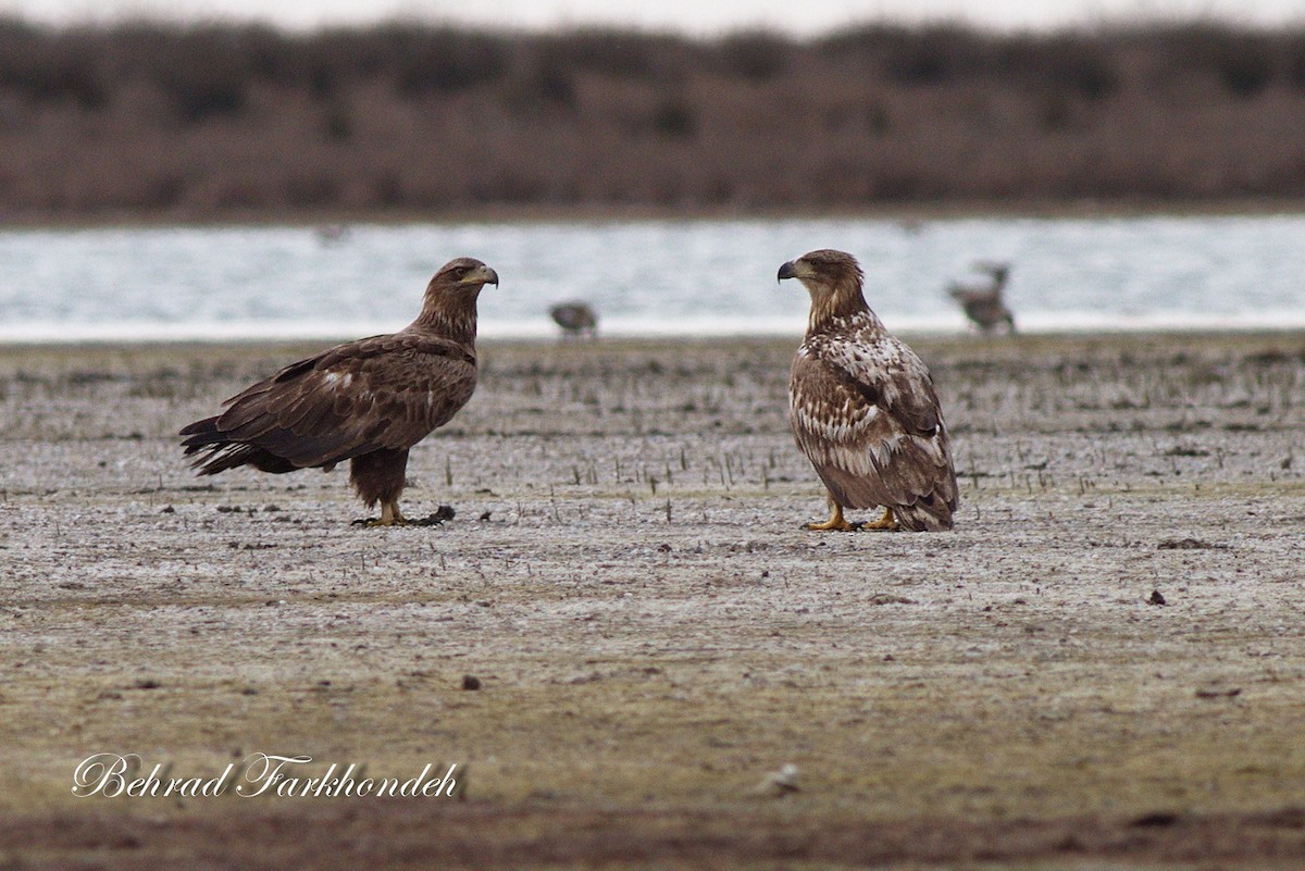 White-tailed Eagle - ML25497721