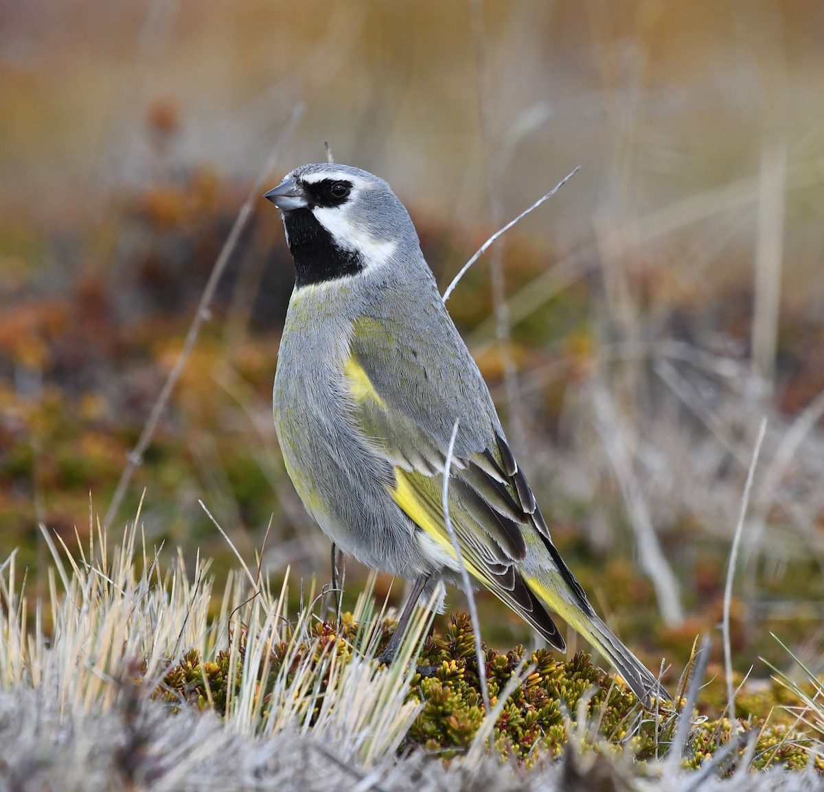 White-bridled Finch - ML254978491