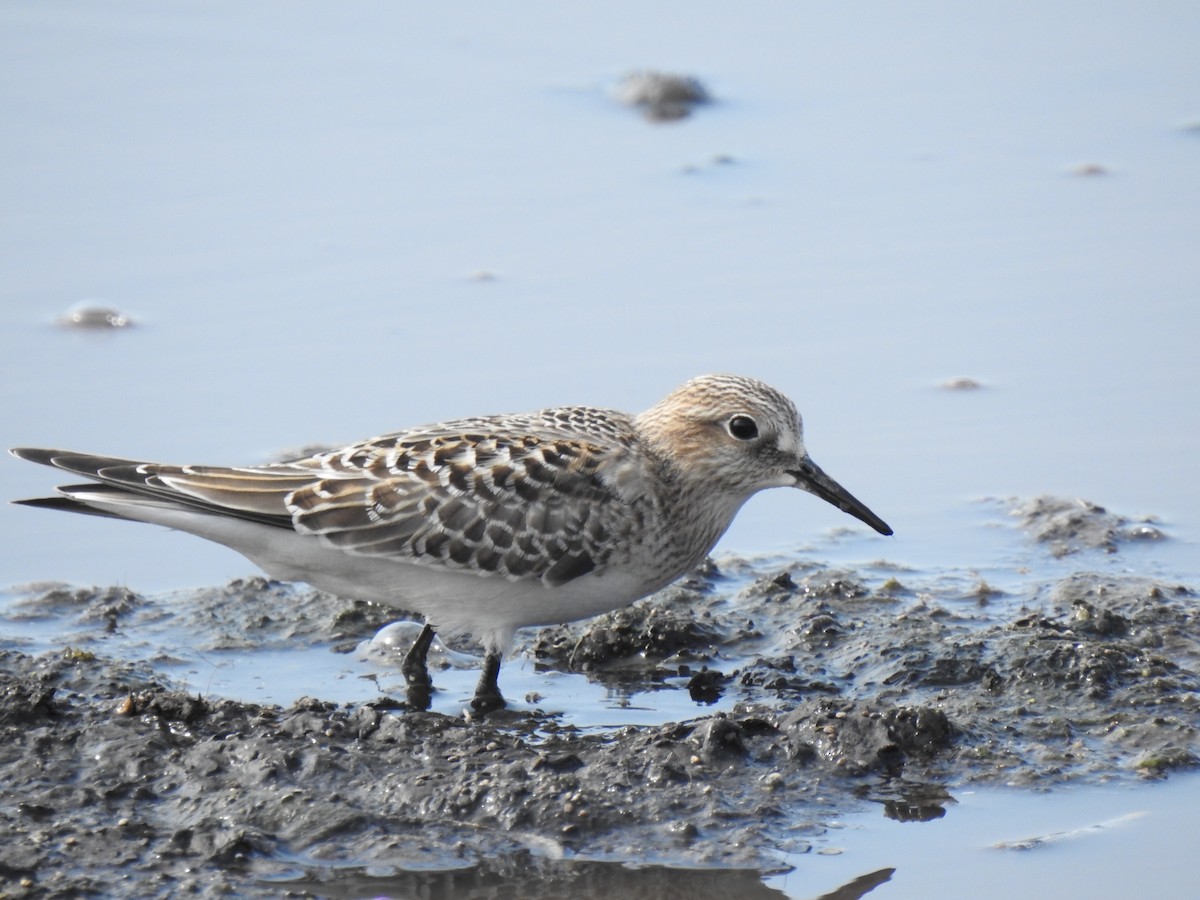 gulbrystsnipe - ML254979331