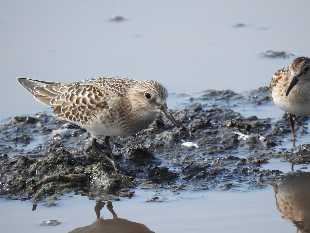 gulbrystsnipe - ML254979341