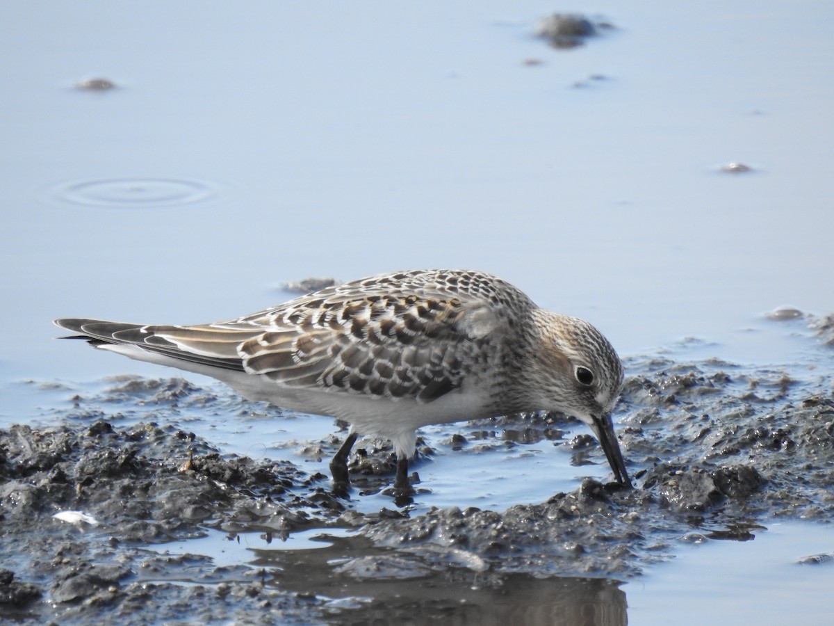 gulbrystsnipe - ML254979381