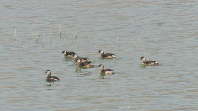 White-tufted Grebe - ML254979451