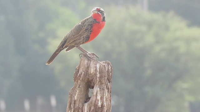 Long-tailed Meadowlark - ML254979871