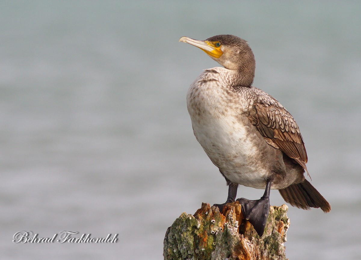 Great Cormorant - ML25498051