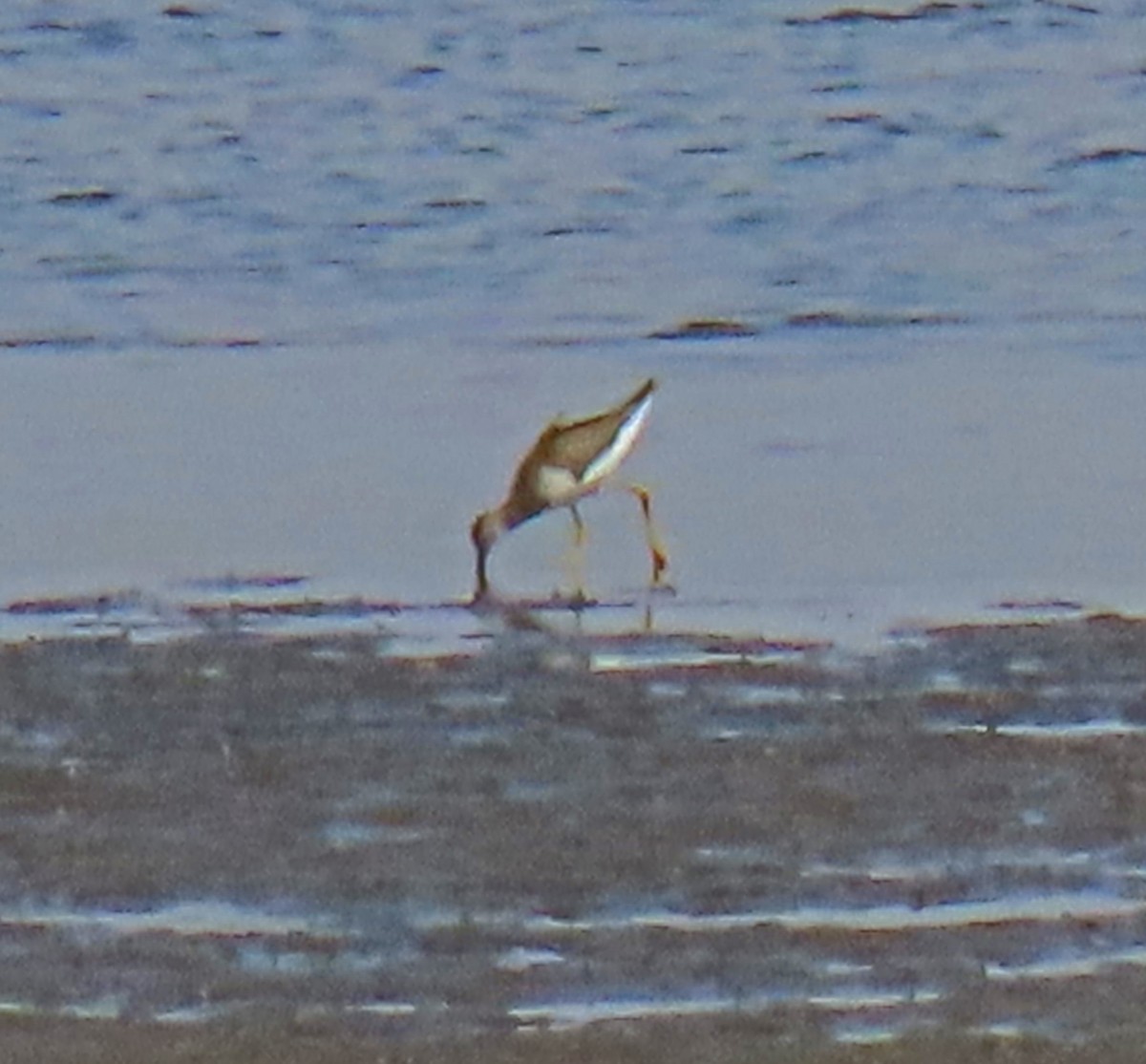 Solitary Sandpiper - ML254980731