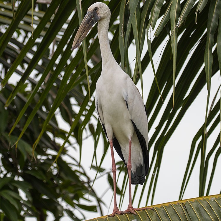 Asian Openbill - ML254981571