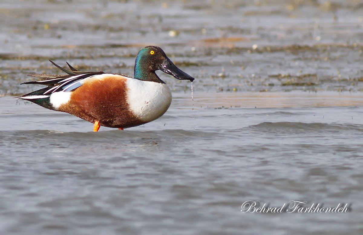 Northern Shoveler - ML25498251