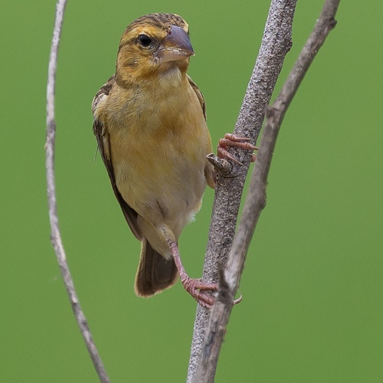 Asian Golden Weaver - ML254982741