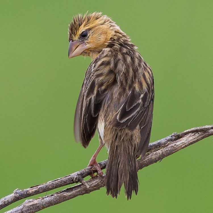 Asian Golden Weaver - ML254982751