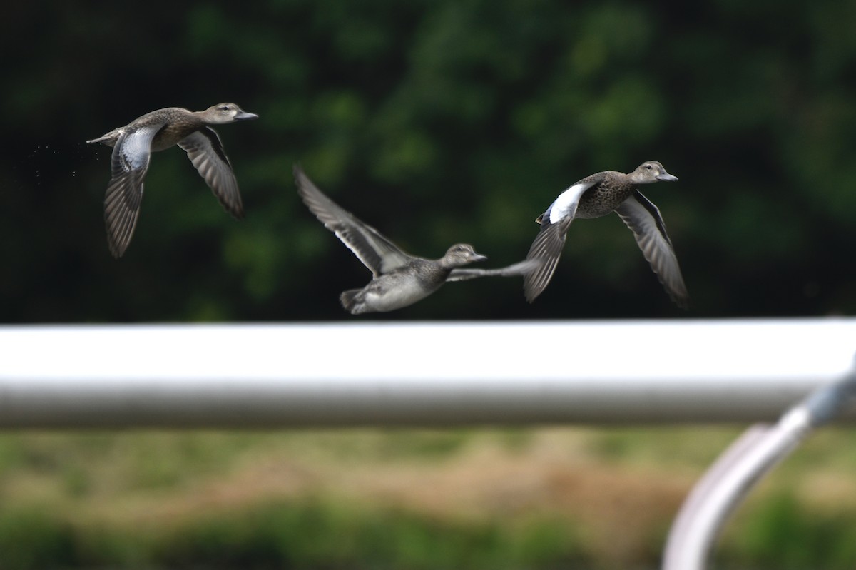 Blue-winged Teal - Monica Siebert