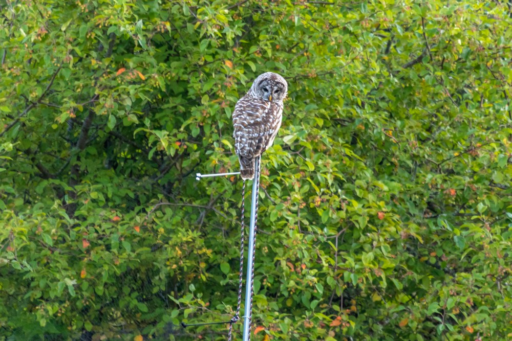 Barred Owl - Mark Byrne