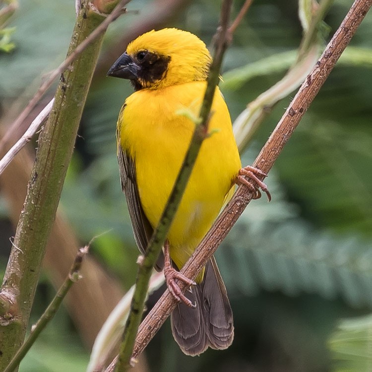 Asian Golden Weaver - ML254986621