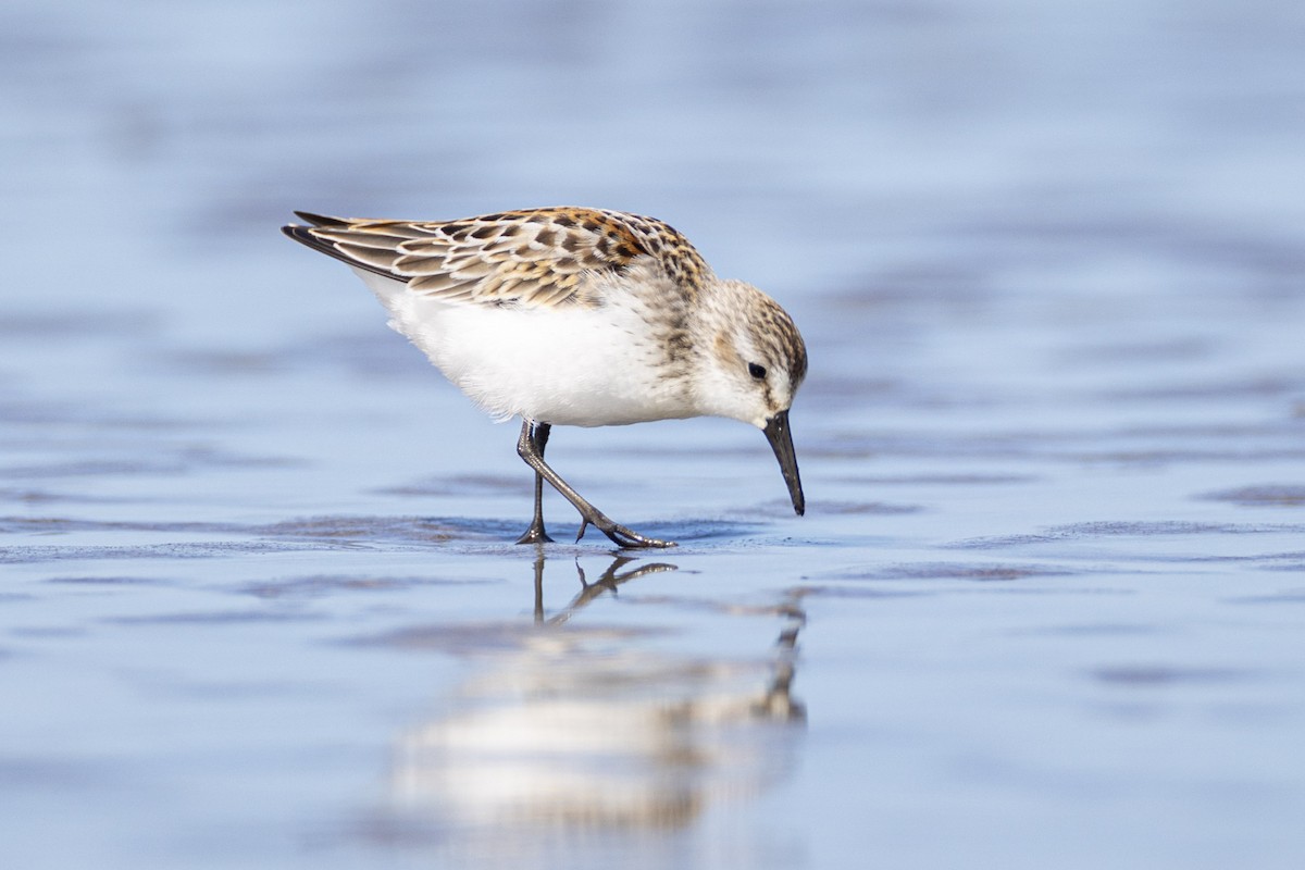 Western Sandpiper - Ken Chamberlain