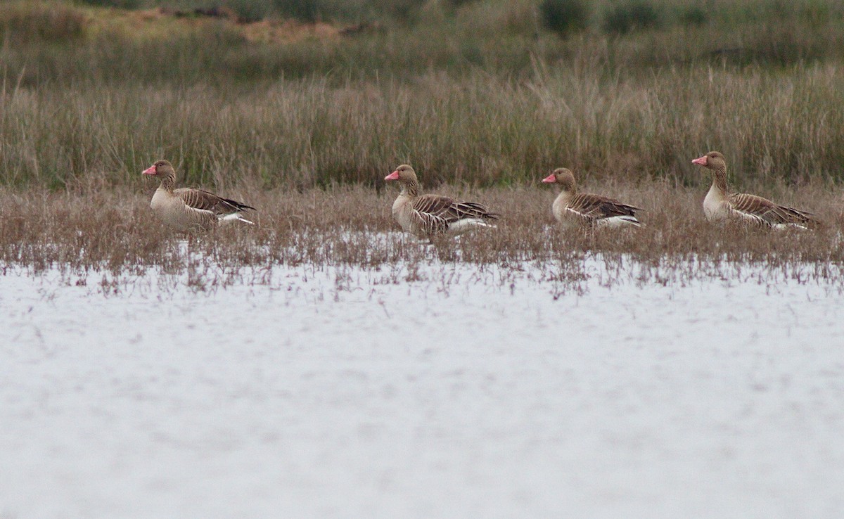 Graylag Goose - ML25499001