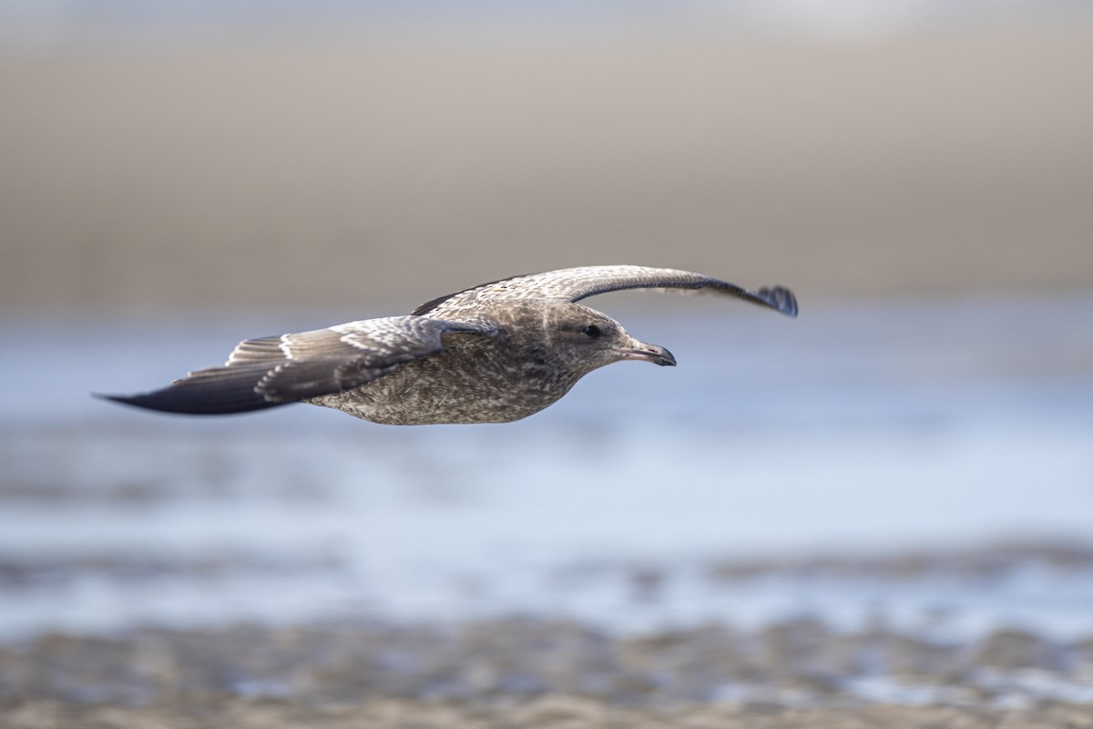 California Gull - ML254990381