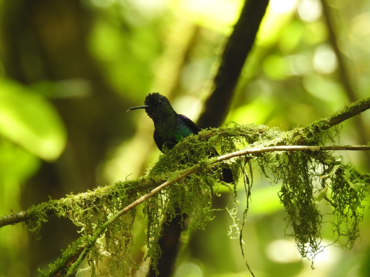 Crowned Woodnymph (Green-crowned/Emerald-bellied) - ML254990471
