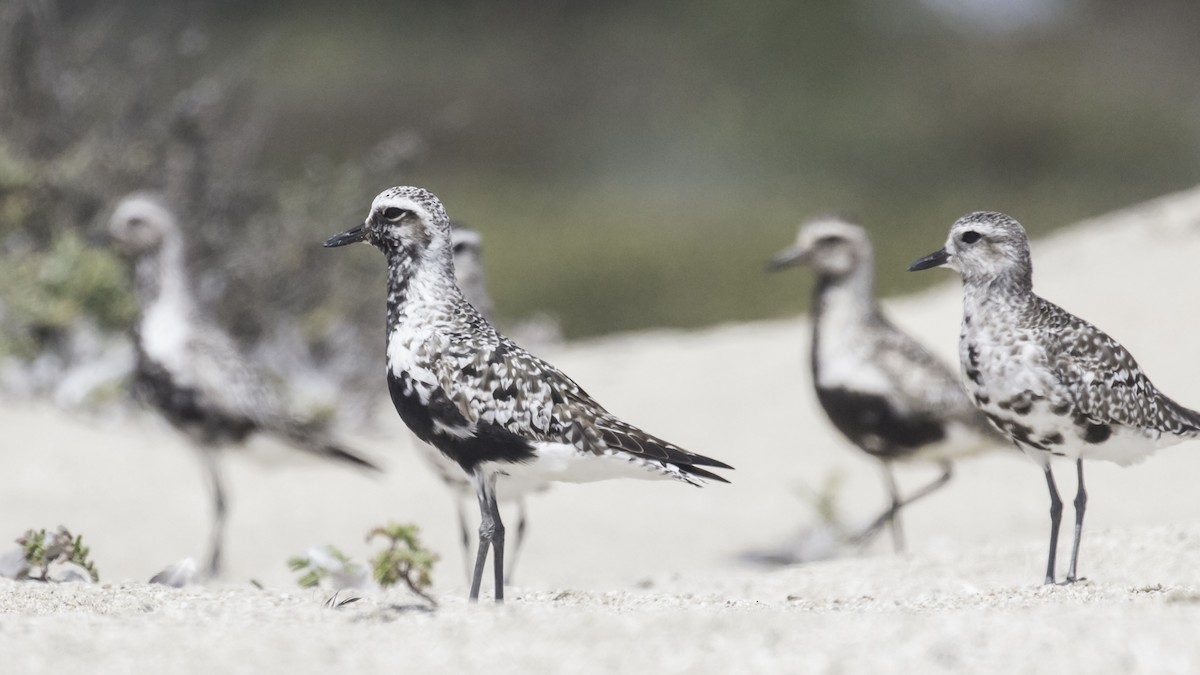 kulík bledý - ML254990721