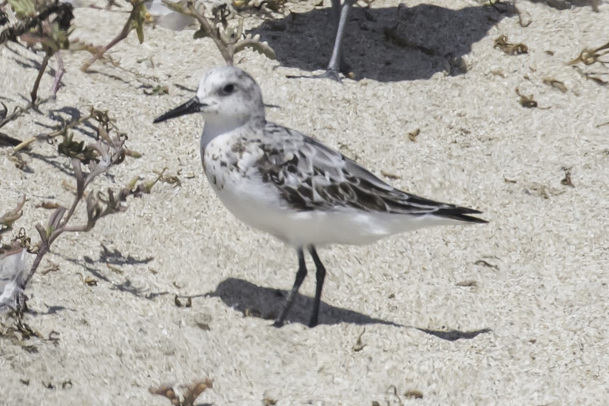 jespák písečný - ML254990751