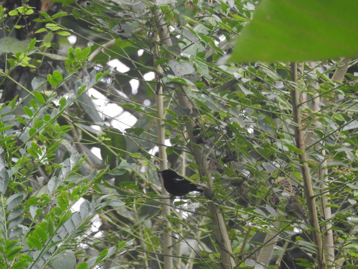 White-shouldered Tanager - ML254990811