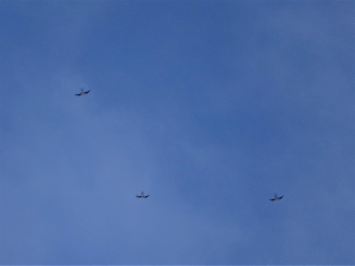 Swallow-tailed Kite - ML254990881