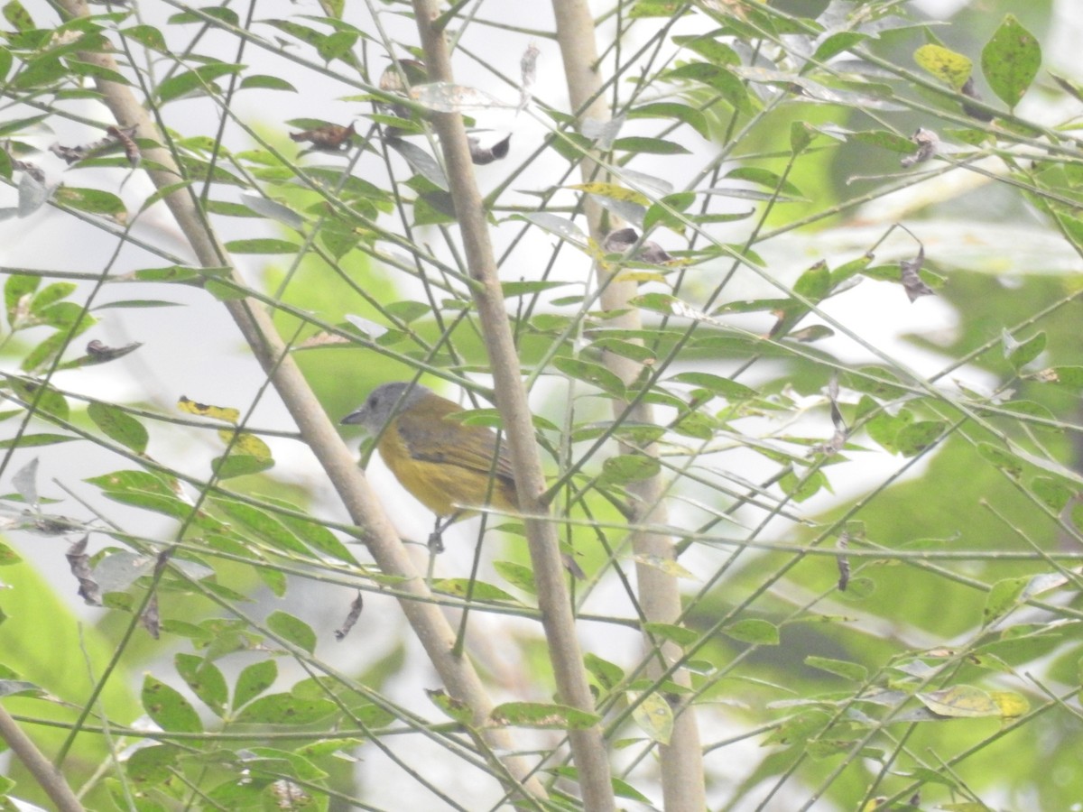 White-shouldered Tanager - ML254990931