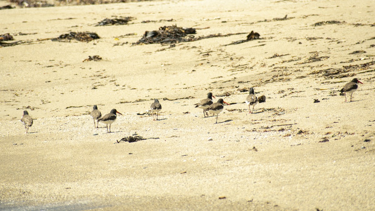 American Oystercatcher - ML254991121