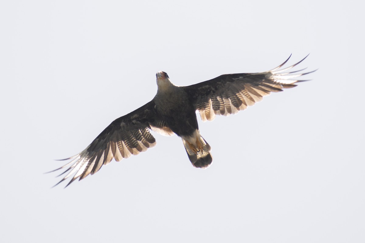 Crested Caracara (Southern) - ML254991161