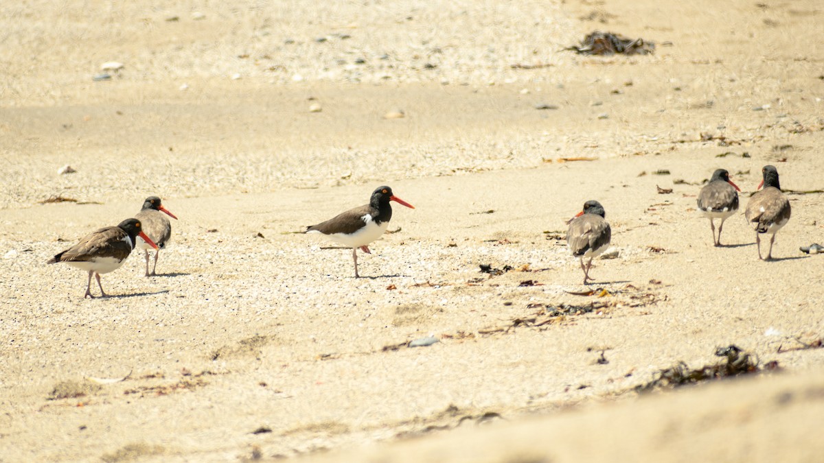 American Oystercatcher - ML254991231