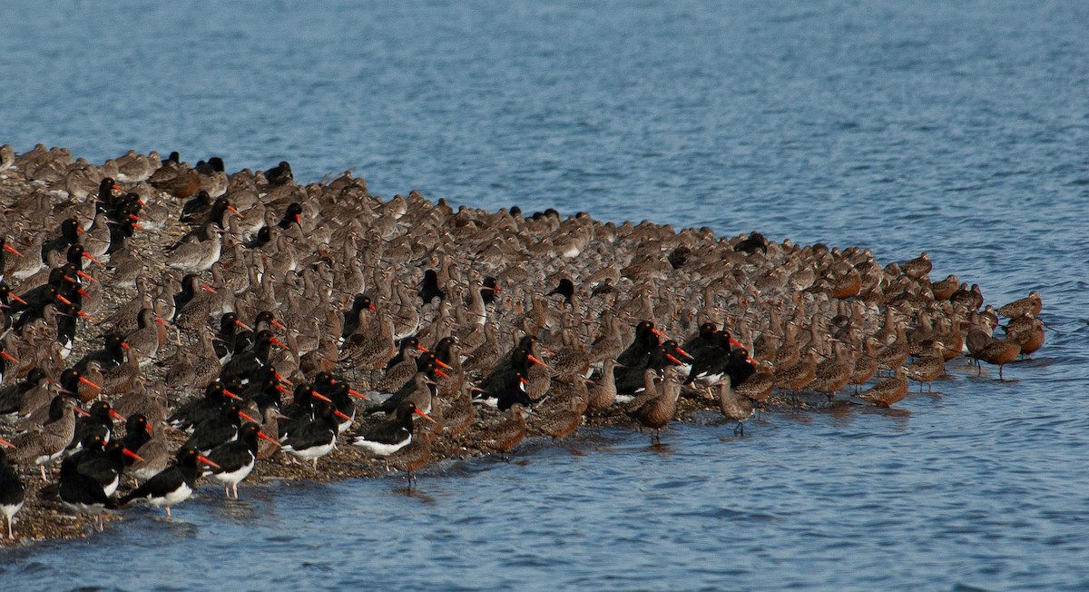 Hudsonian Godwit - Santiago Imberti