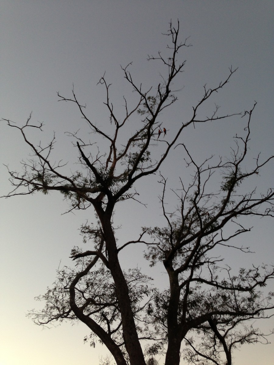 ara ararauna - ML254994891