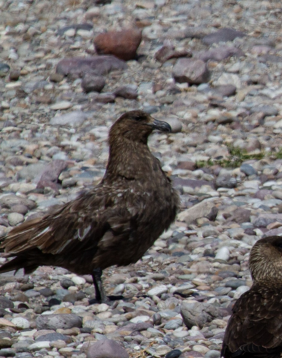 Brown Skua - ML254995071