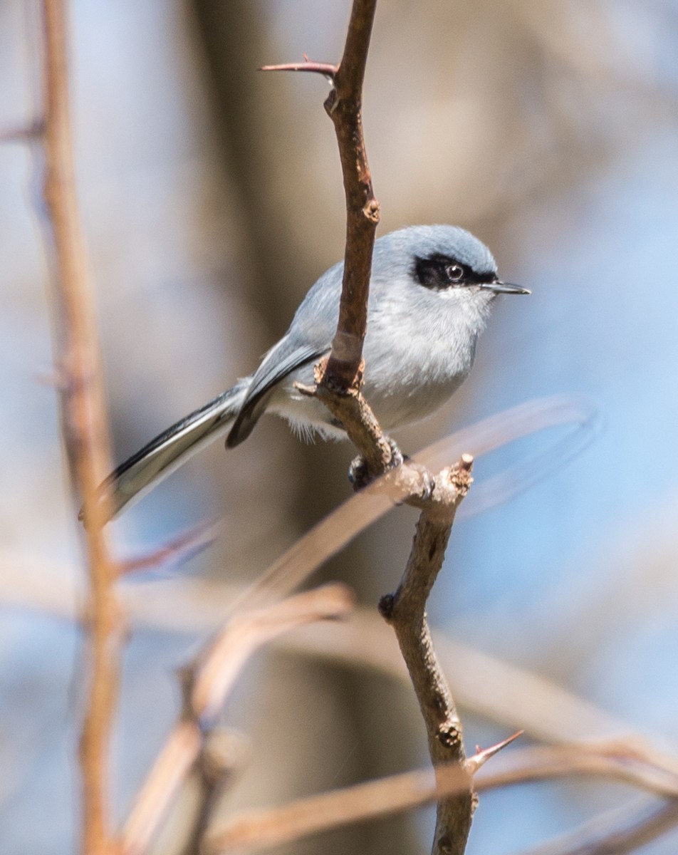 Masked Gnatcatcher - ML254997221