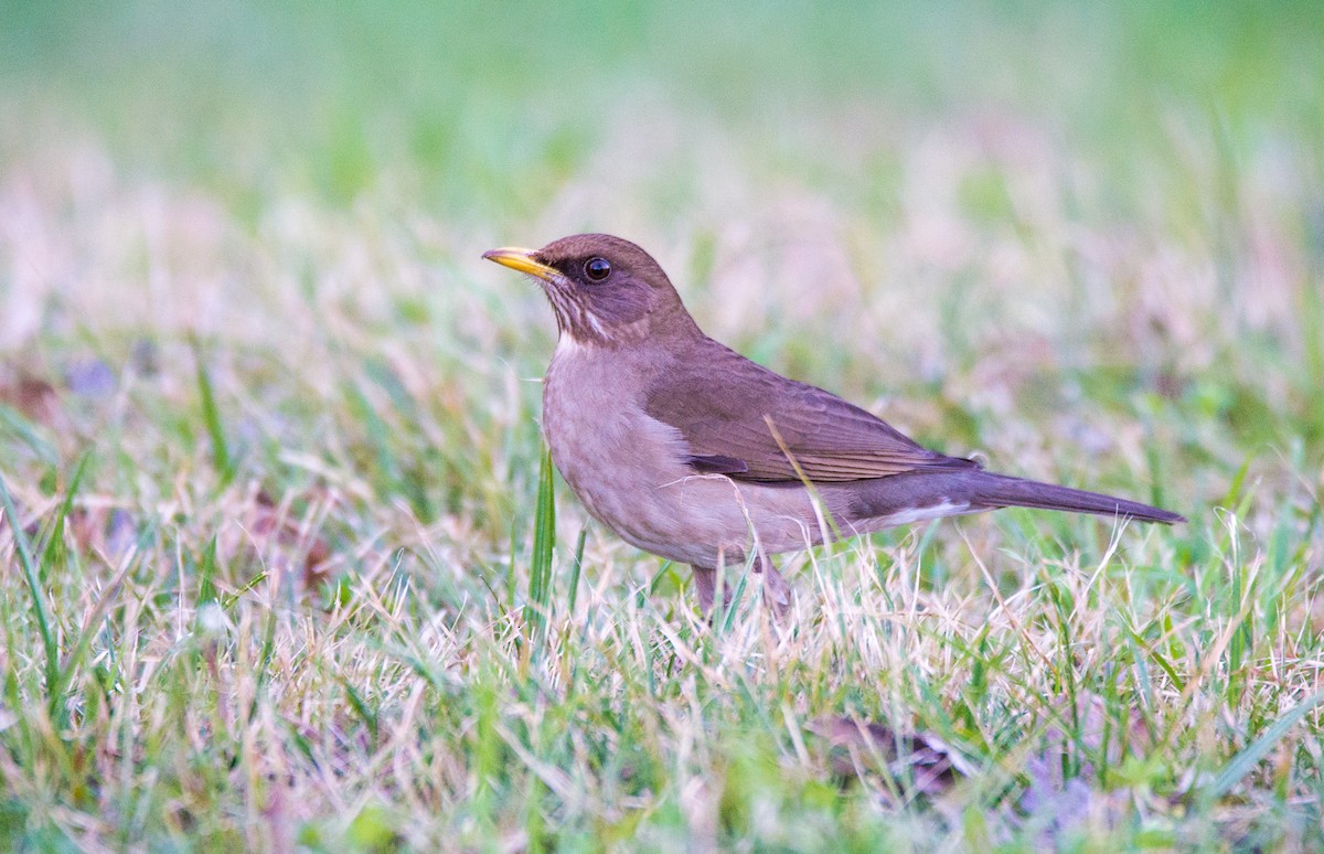 Creamy-bellied Thrush - ML254997271