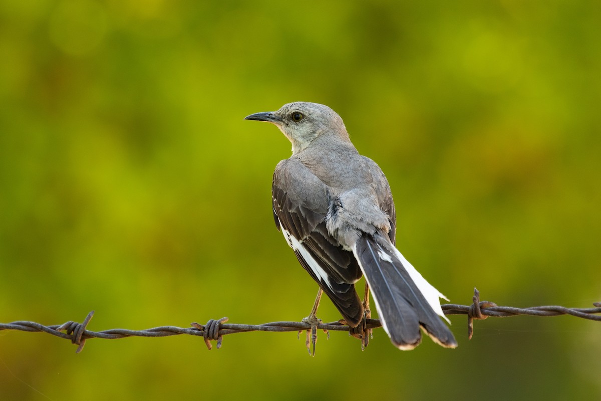 Northern Mockingbird - ML254998011