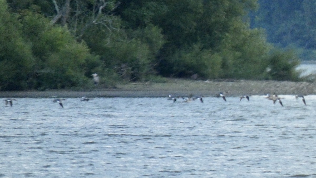 Common Merganser - ML255004631